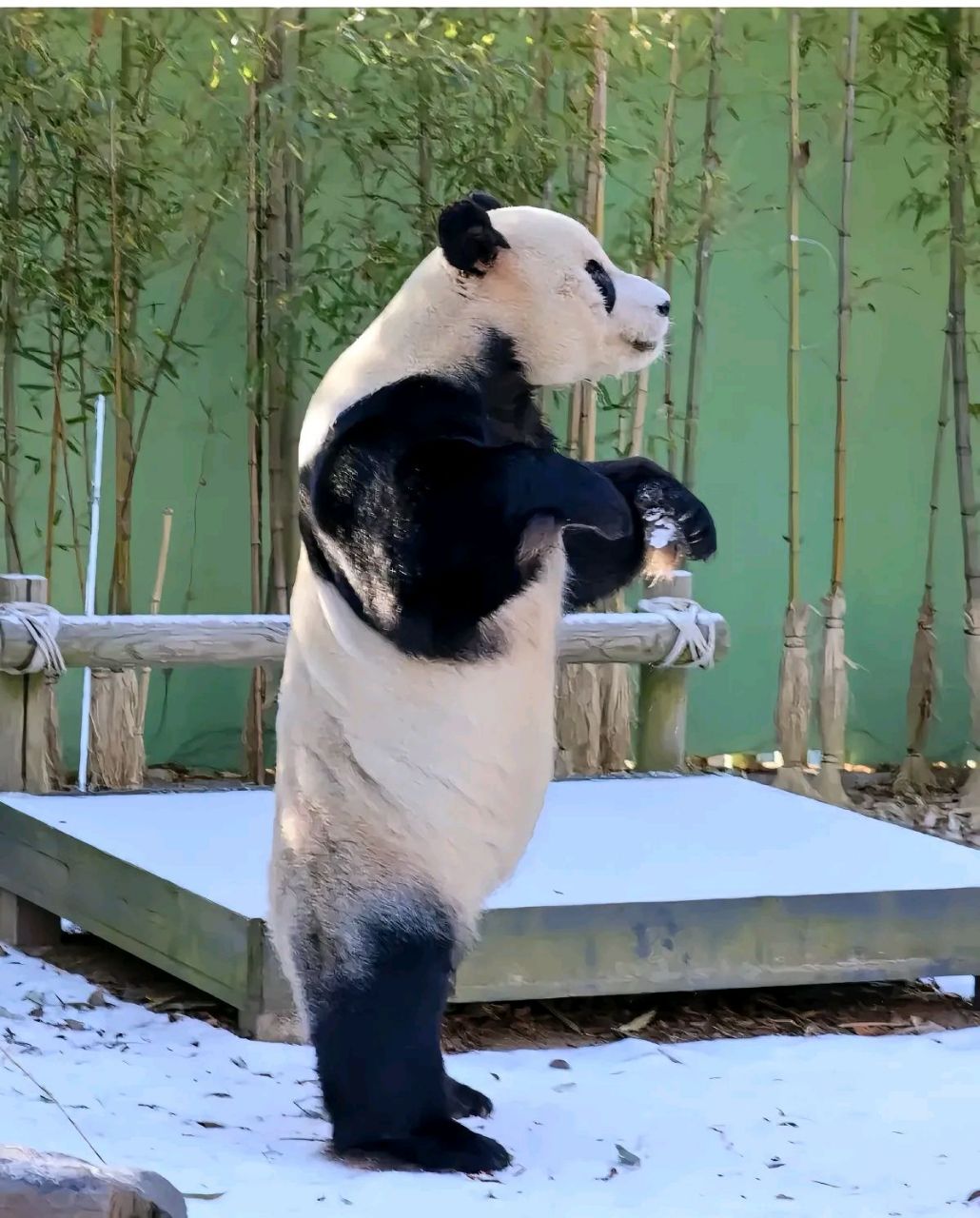 周六早上就传来了好消息,二胎要来了好激动好兴奋,恭喜宝家族!