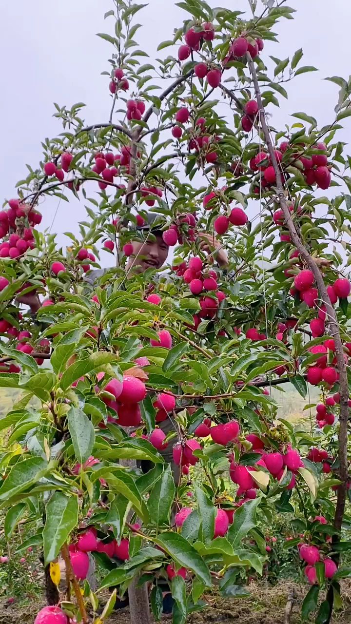 口感脆甜的鸡心果树苗,锦绣海棠树