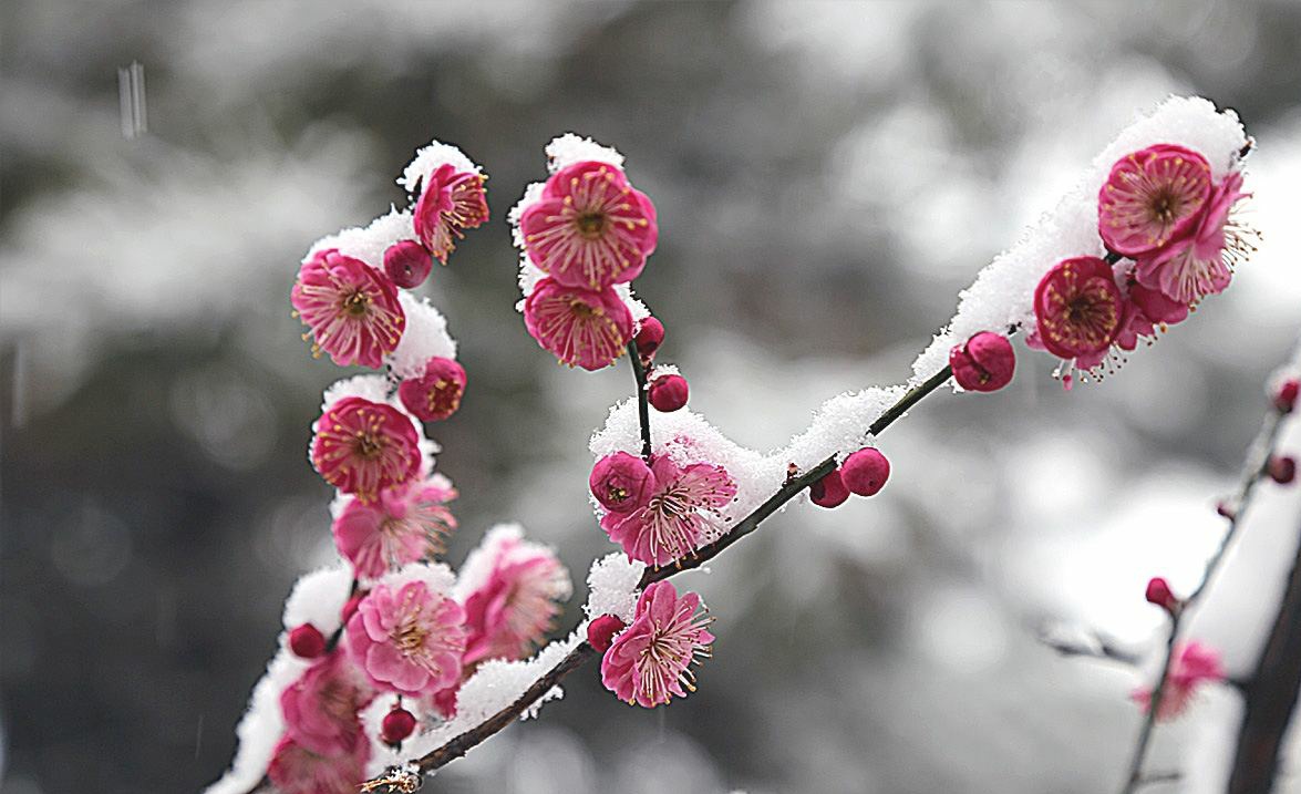 3种冬季花