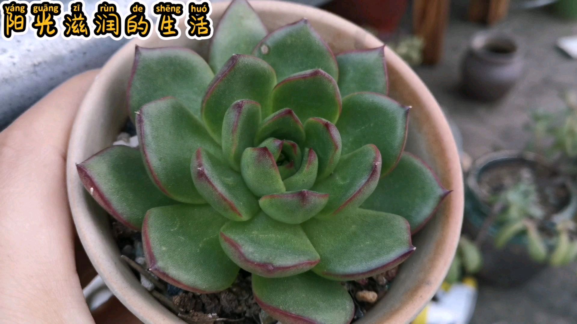 多肉经过夏天都丑,虽然还不是极致状态,但是已经在变美路上