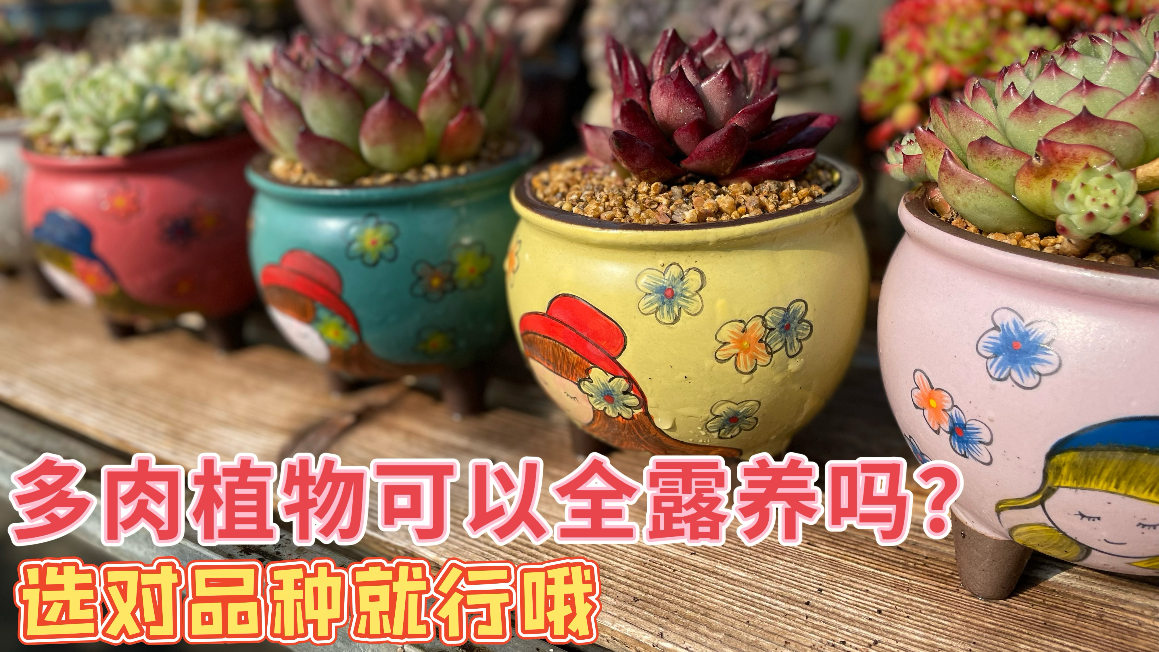 有可以全年露养的多肉植物吗？肯定有，只是要分地域的哦