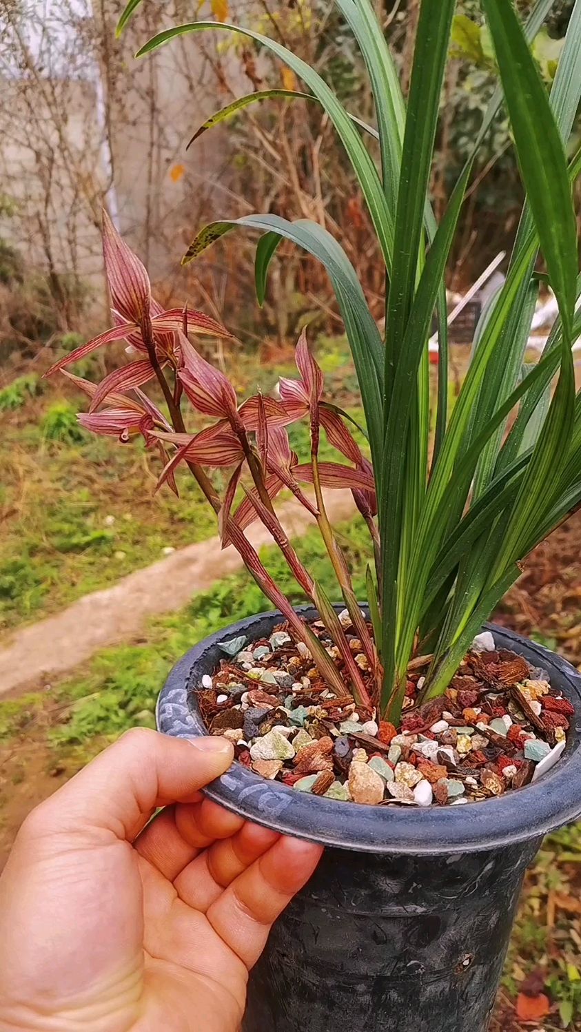 漂亮的春剑红花