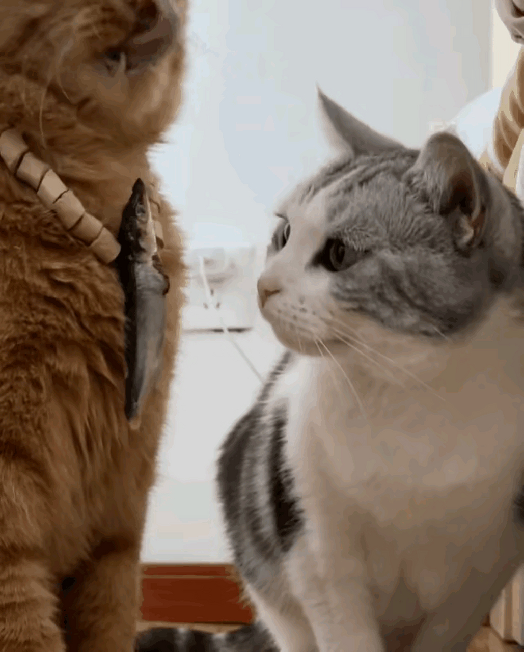 第一次在猫咪的眼神中看到了羡慕嫉妒恨