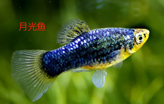 胎生觀賞魚有哪些