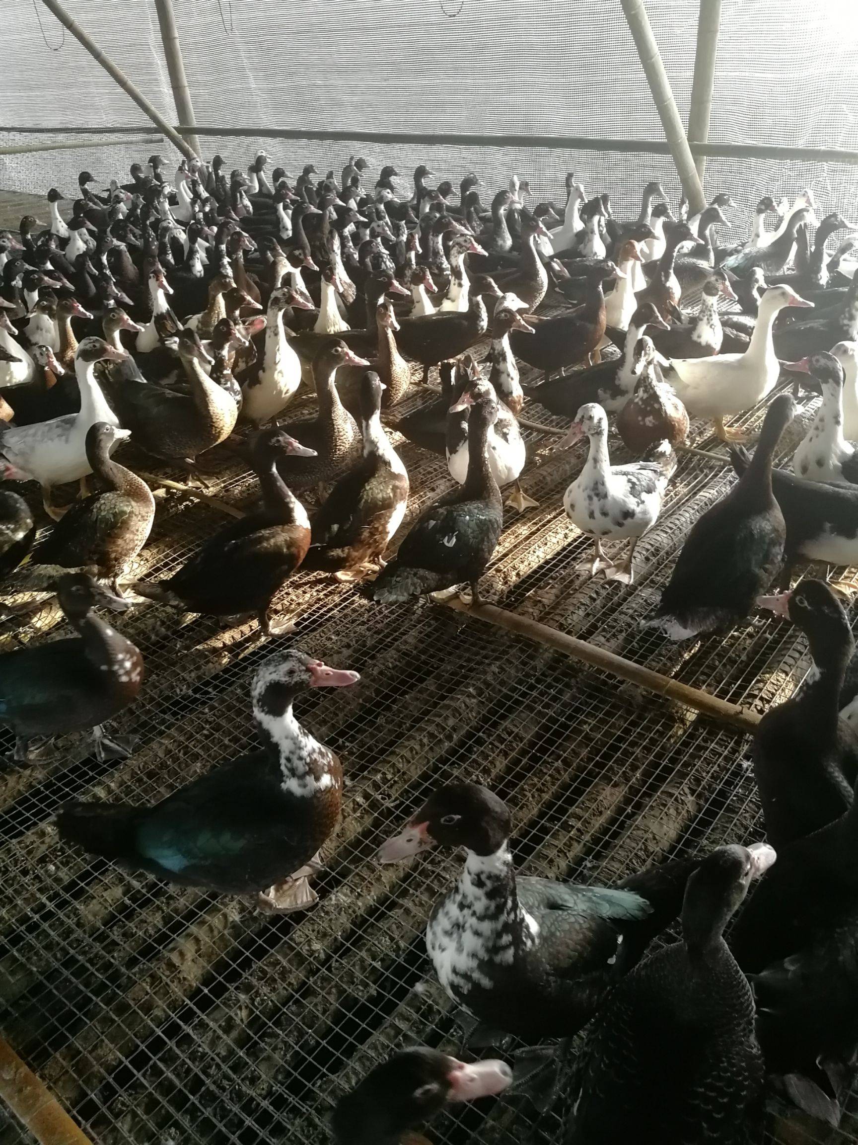 番鸭养殖技术大揭秘