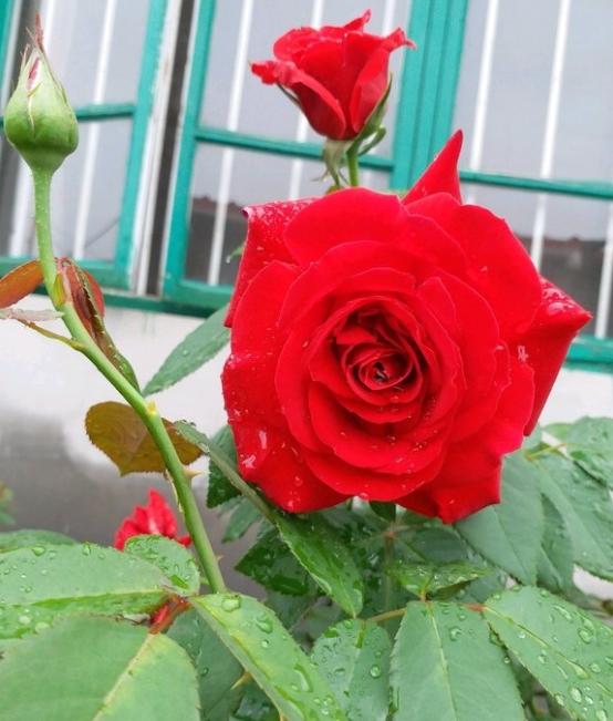 红色月季梅郎口红抗病能力强,夏天还耐晒