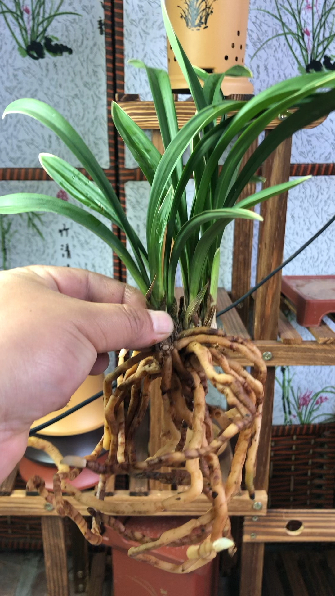 浓香矮种带金边兰花建兰禅月达摩 开花率超级高-度小视