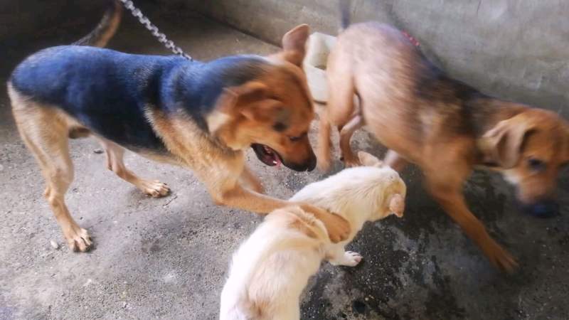 广西养狗场现状:养殖土狗好还是养殖大型狗好?看看这里的品种狗,搞笑,萌宠,好看视频