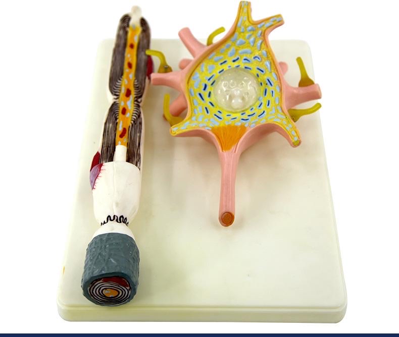 能否用生物神经元训练大模型然后植入到人脑中?
