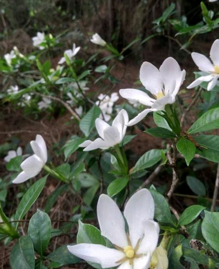 栀子花的美与用(栀子花花语及功效与作用)