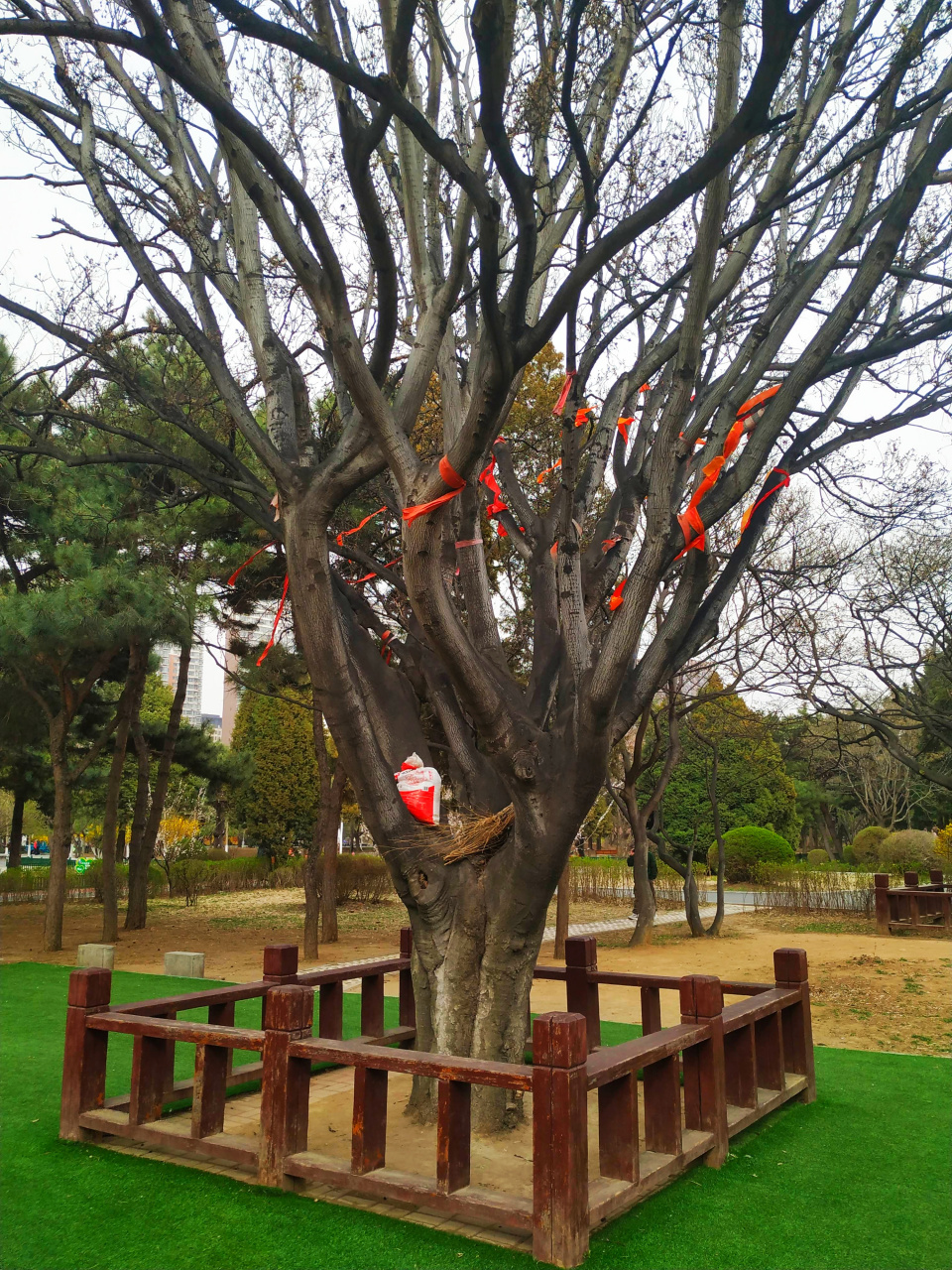 劳动公园这几棵树,都有围栏,这待遇咋这么好呢,来拍几张照片吧!