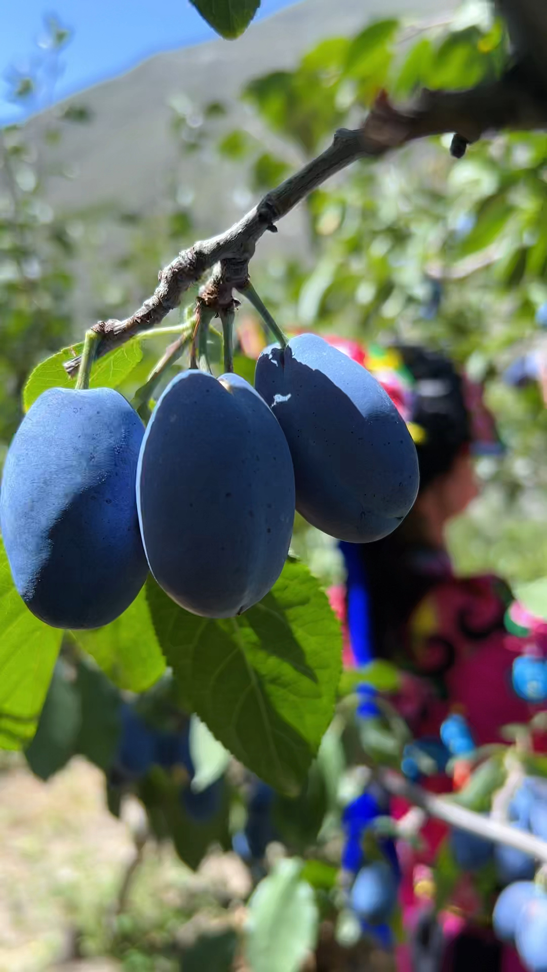 咱们汶川的西梅已经成熟啦!喜欢吃的宝宝们千万不要错过了