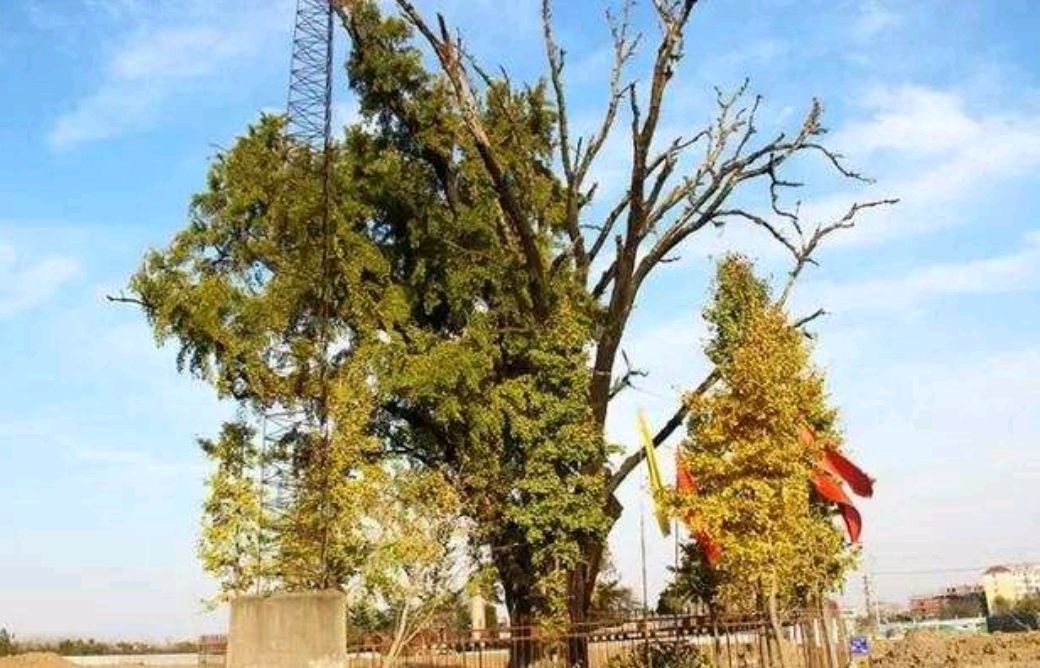 安徽临泉白果树,千年古银杏树生命力顽强,生命的意义东方的圣者