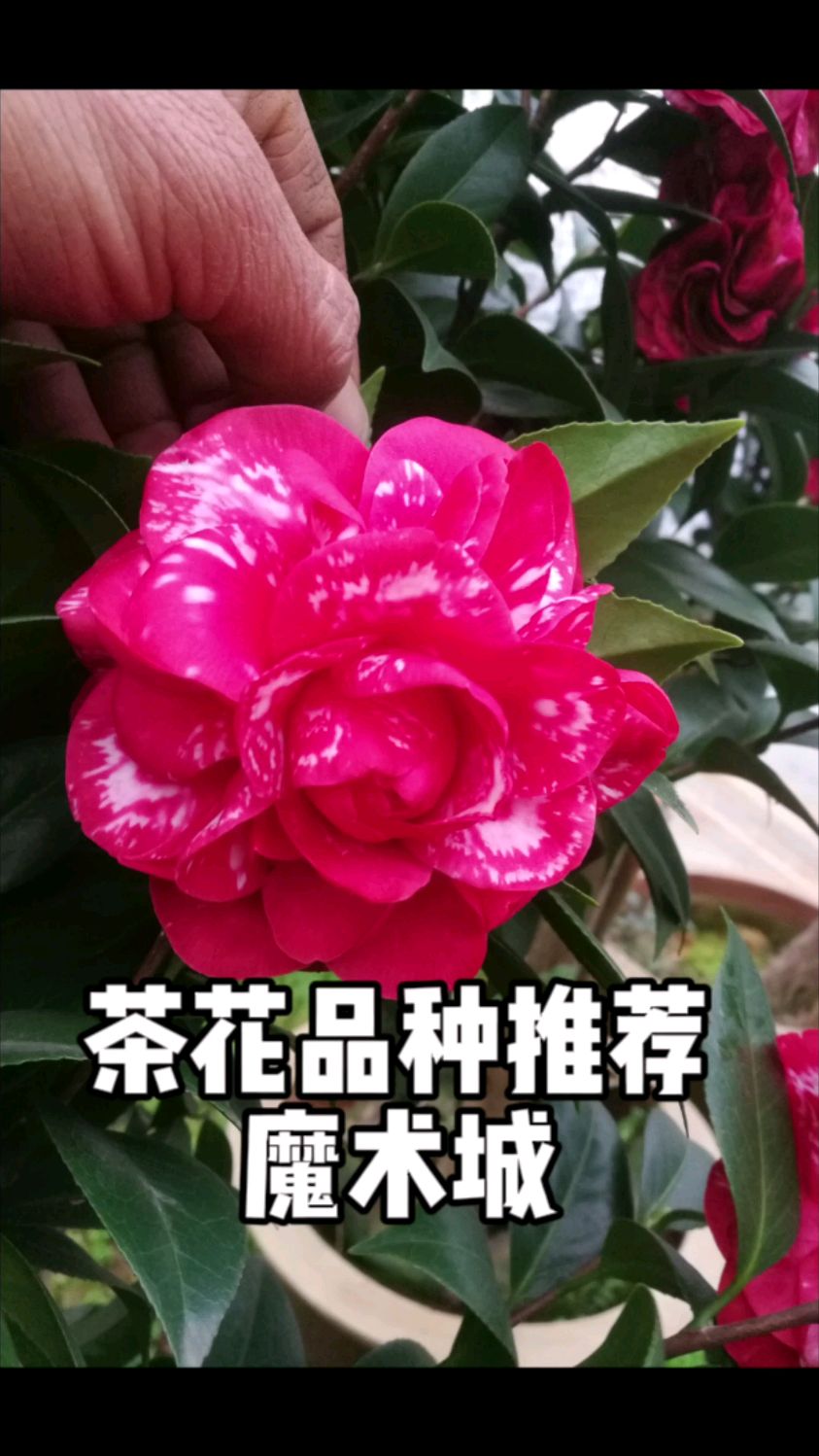 茶花品种推荐魔术城茶花知缘茶花魔术城茶花茶花花卉绿植