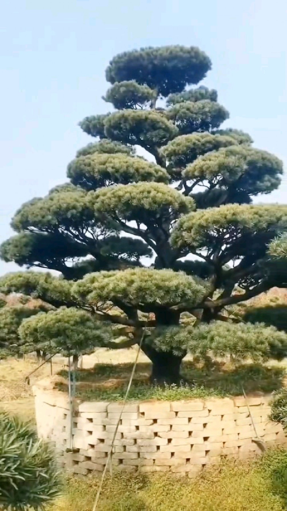 大型地栽造型五针松枝条饱满大气蓬勃