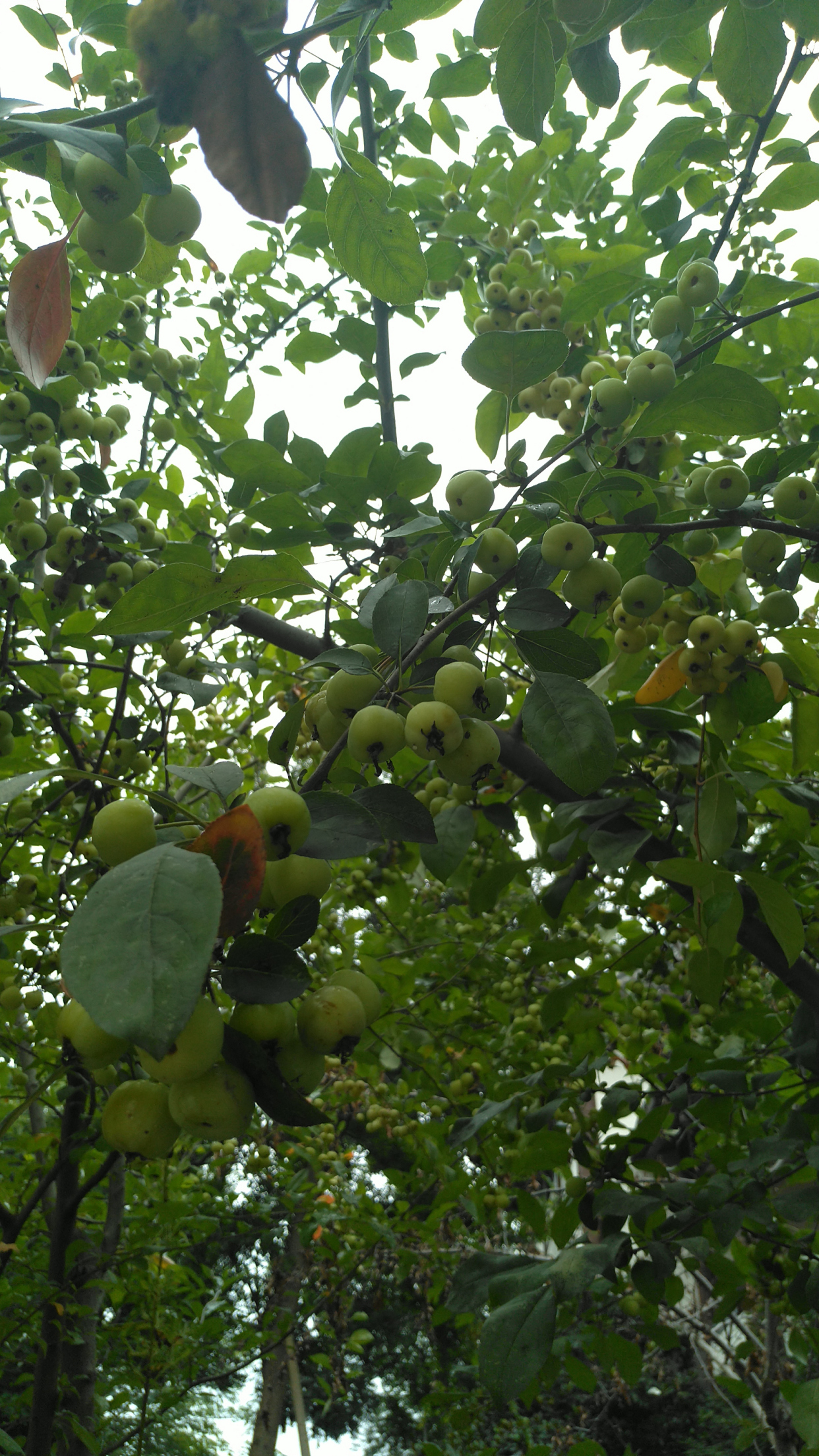 海棠果誉为"百益之果"!长得像樱桃一样,可与猕猴桃媲美