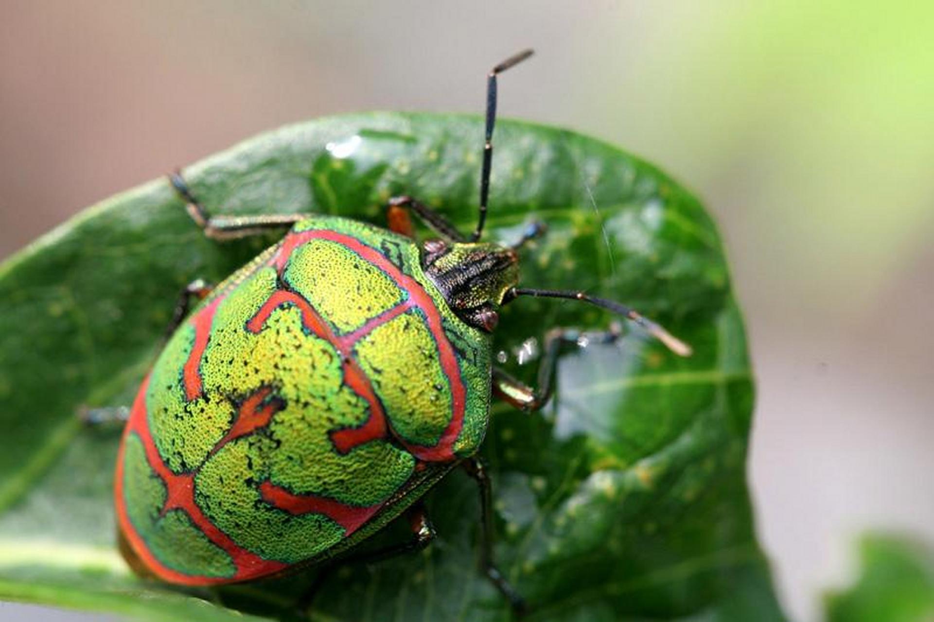 动态创作月泛知识# 每天认识一种昆虫-金绿宽盾蝽 这种外表色彩对比