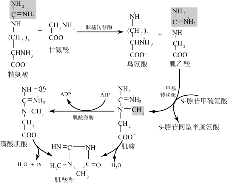 肌酸和肌酐的合成