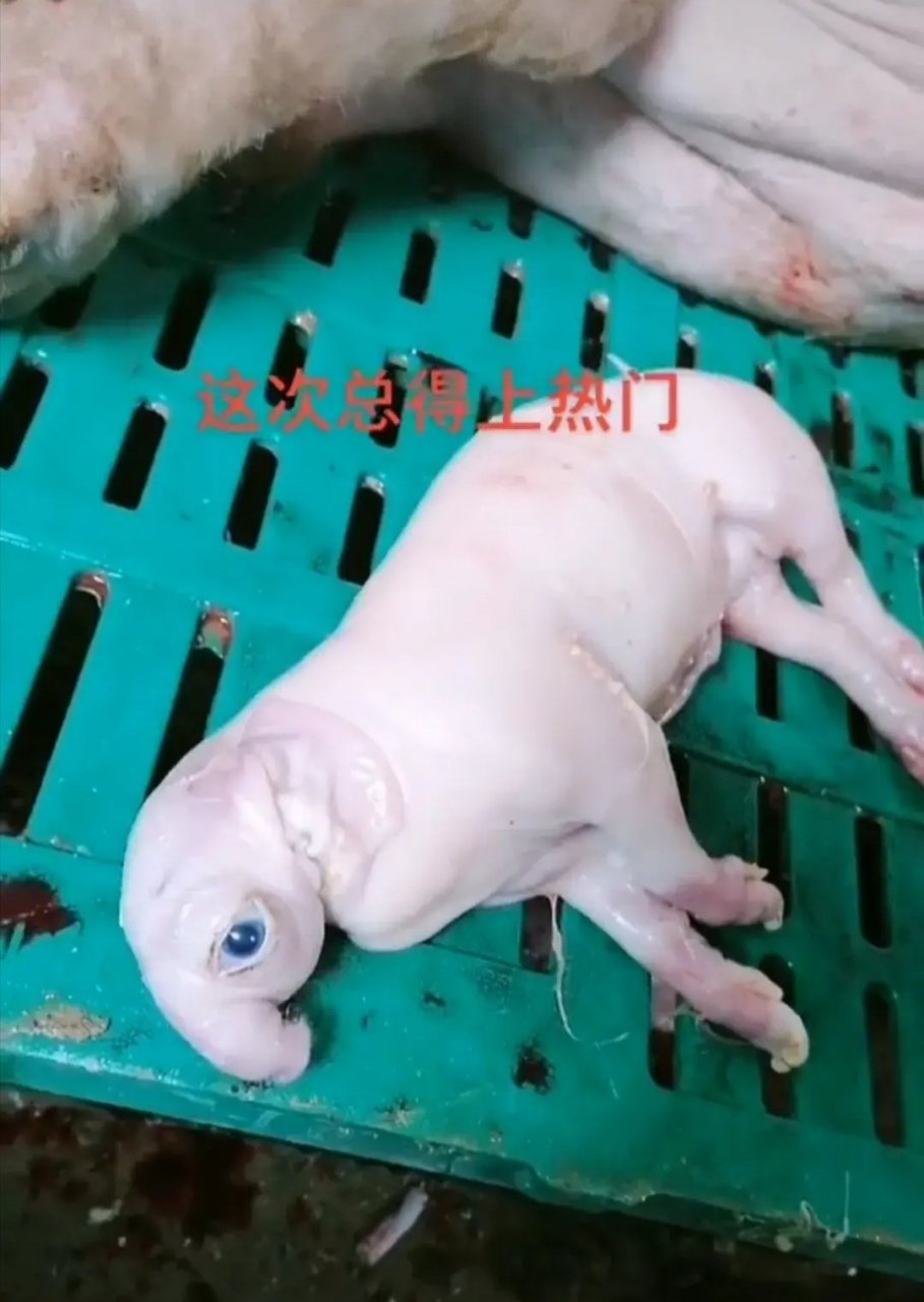 潮级玩家# 活久见!牛生麒麟猪生象.