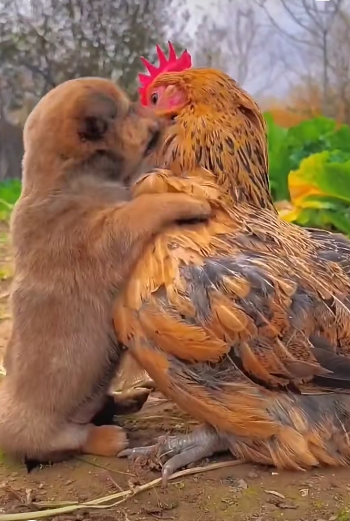 本以为他抱着老母亲哭,没想到是抱着老母鸡哭