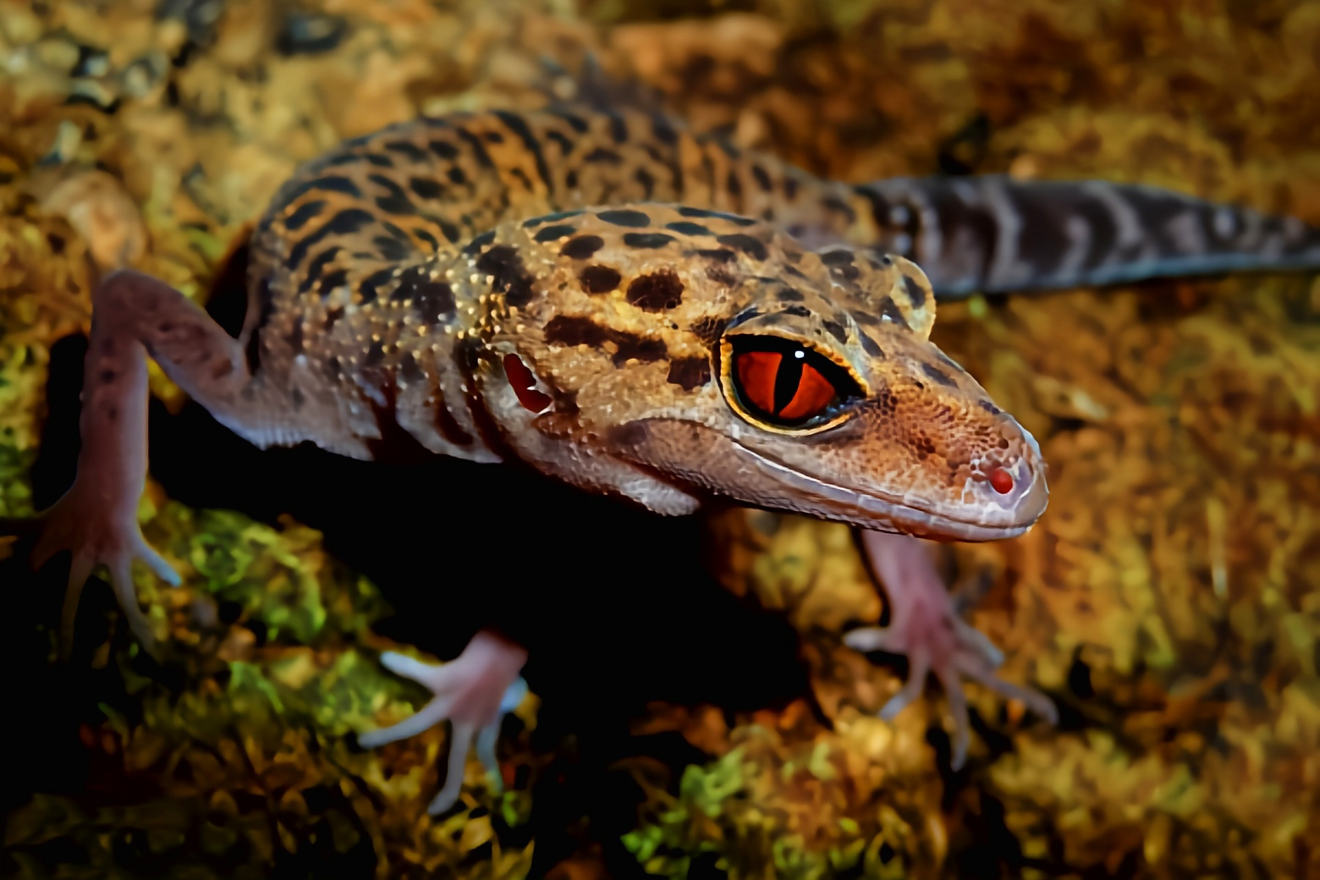 每天认识一种动物——霸王岭睑虎 霸王岭睑虎别名中国虎纹守宫,是我国