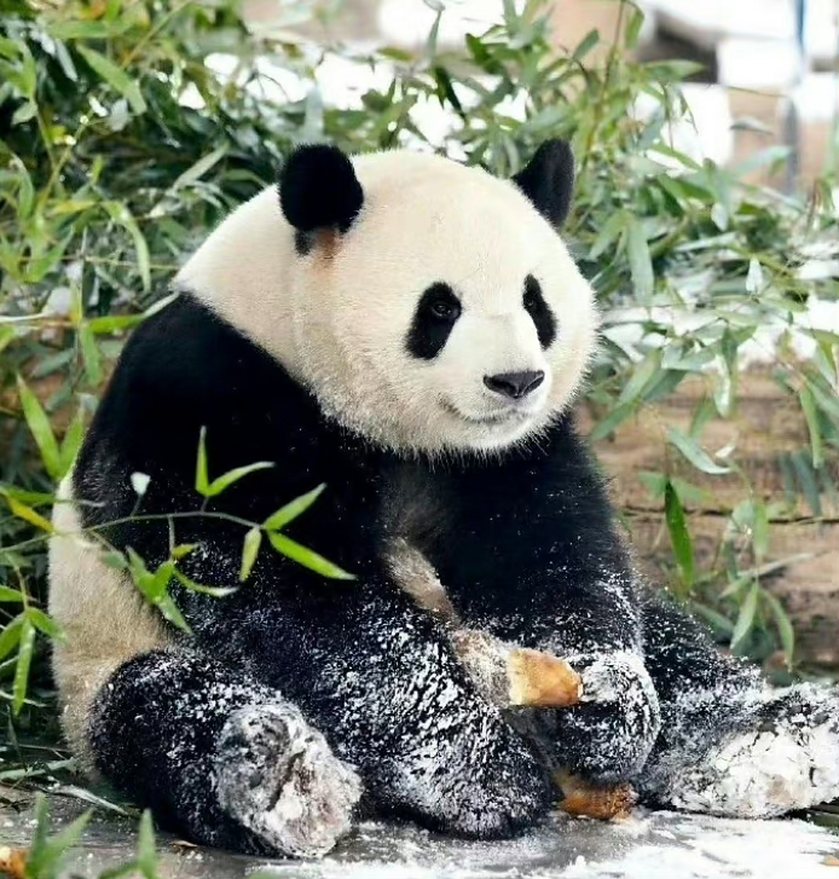 遇到国宝熊猫请不要无视,许愿很灵 ​