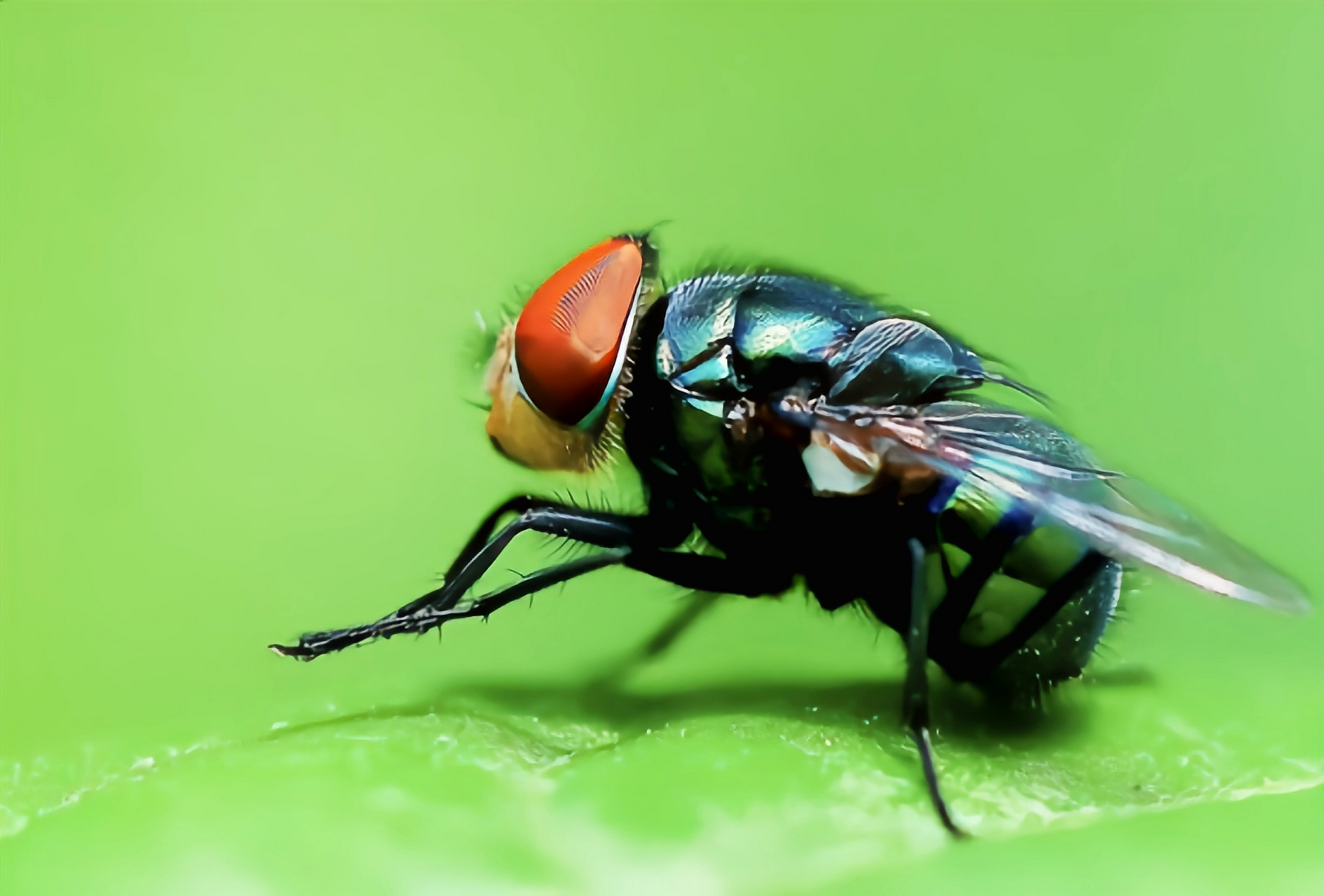 每天认识一种昆虫——大头金蝇 大头金蝇是双翅目,丽蝇科,金蝇属昆虫.