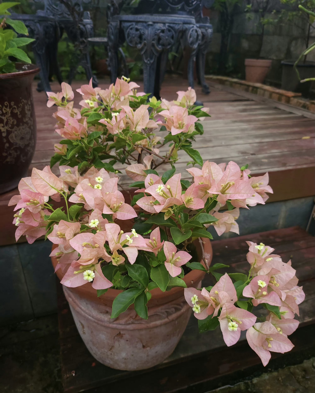 三角梅卡亚塔,这颜色真的爱了! 676767