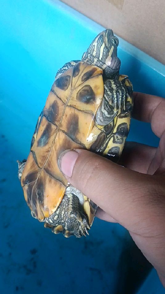 巴西龟中耳炎一个月了能吃能喝我建议让他自己发脓恢复不推荐手术