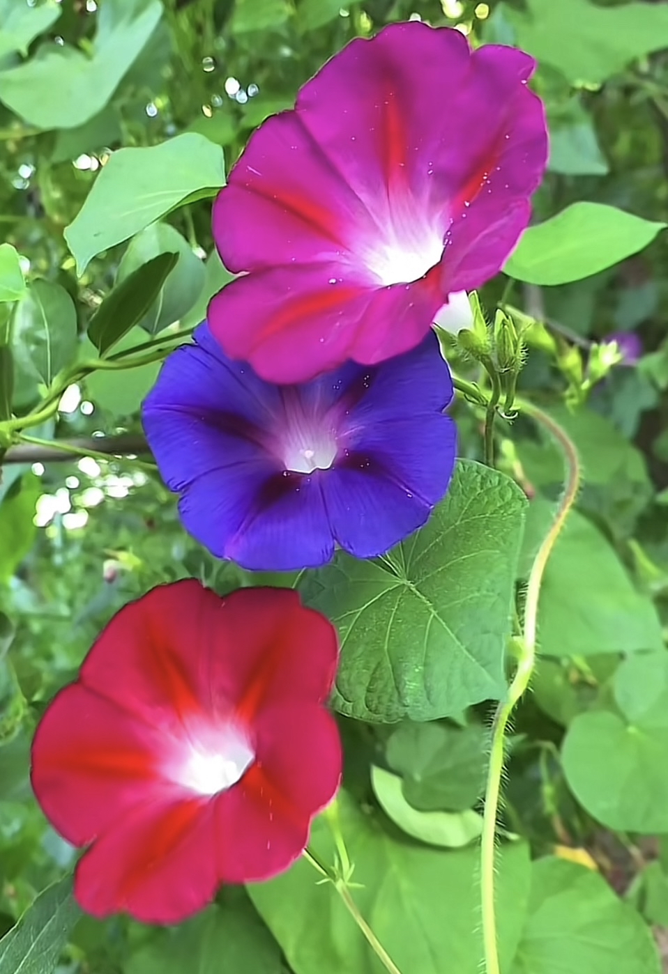 牵牛花牵牛花,像喇叭,喇叭喇叭嘀哒哒