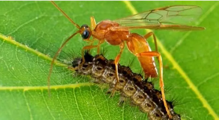 赤眼蜂为什么能防治害虫