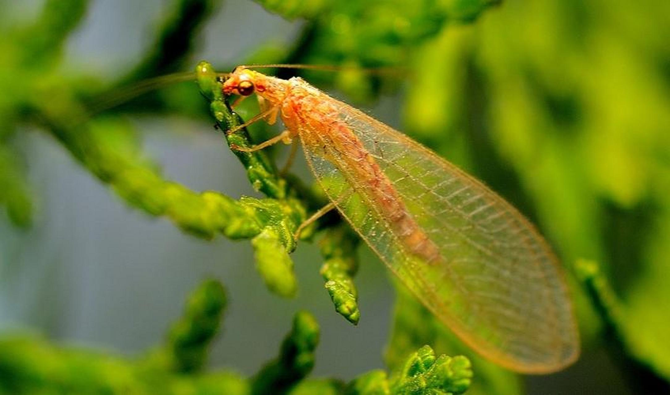 每天认识一种昆虫——蚁蛉 蚁蛉是脉翅目蚁蛉科的统称.
