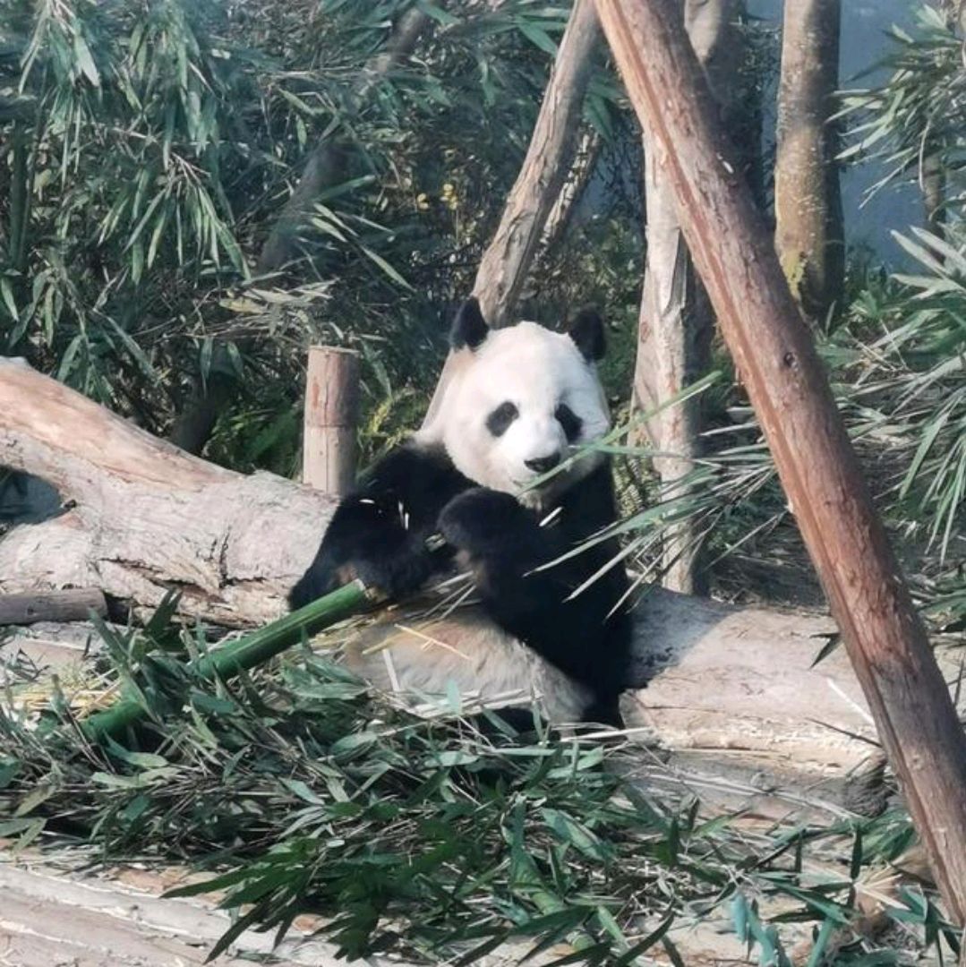 奥运熊猫家族的英雄母亲,大熊猫"娅娅"