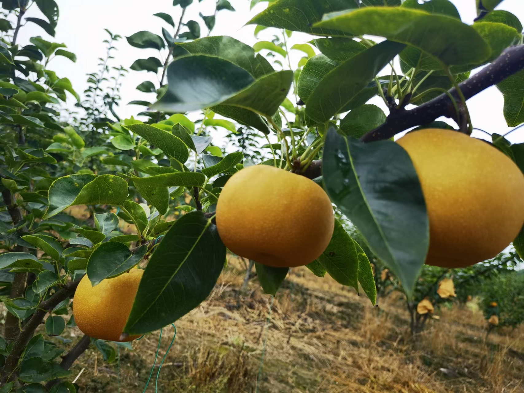 哇,朋友家的梨好漂亮啊,新秀新玉一号梨,67口感饱满,水分充足,品质
