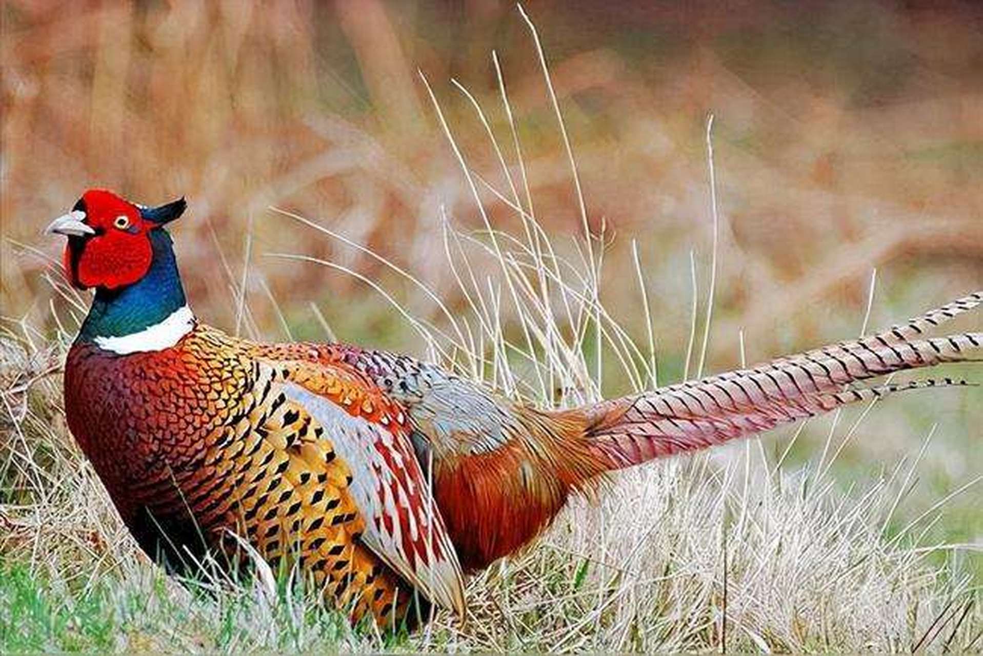 野鸡和公鸡的区别