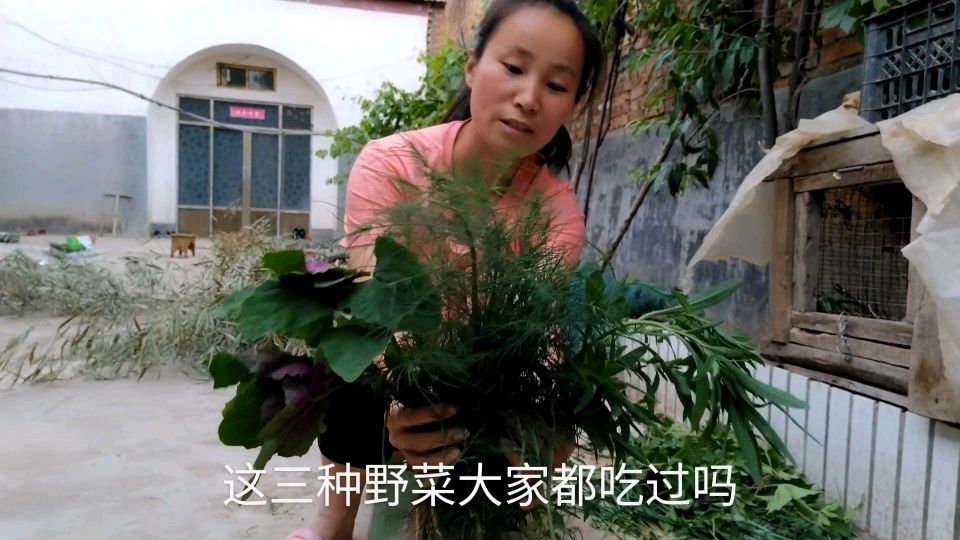 吃野菜的季节,农村地里常见的这3种野菜,你们都认识吗?