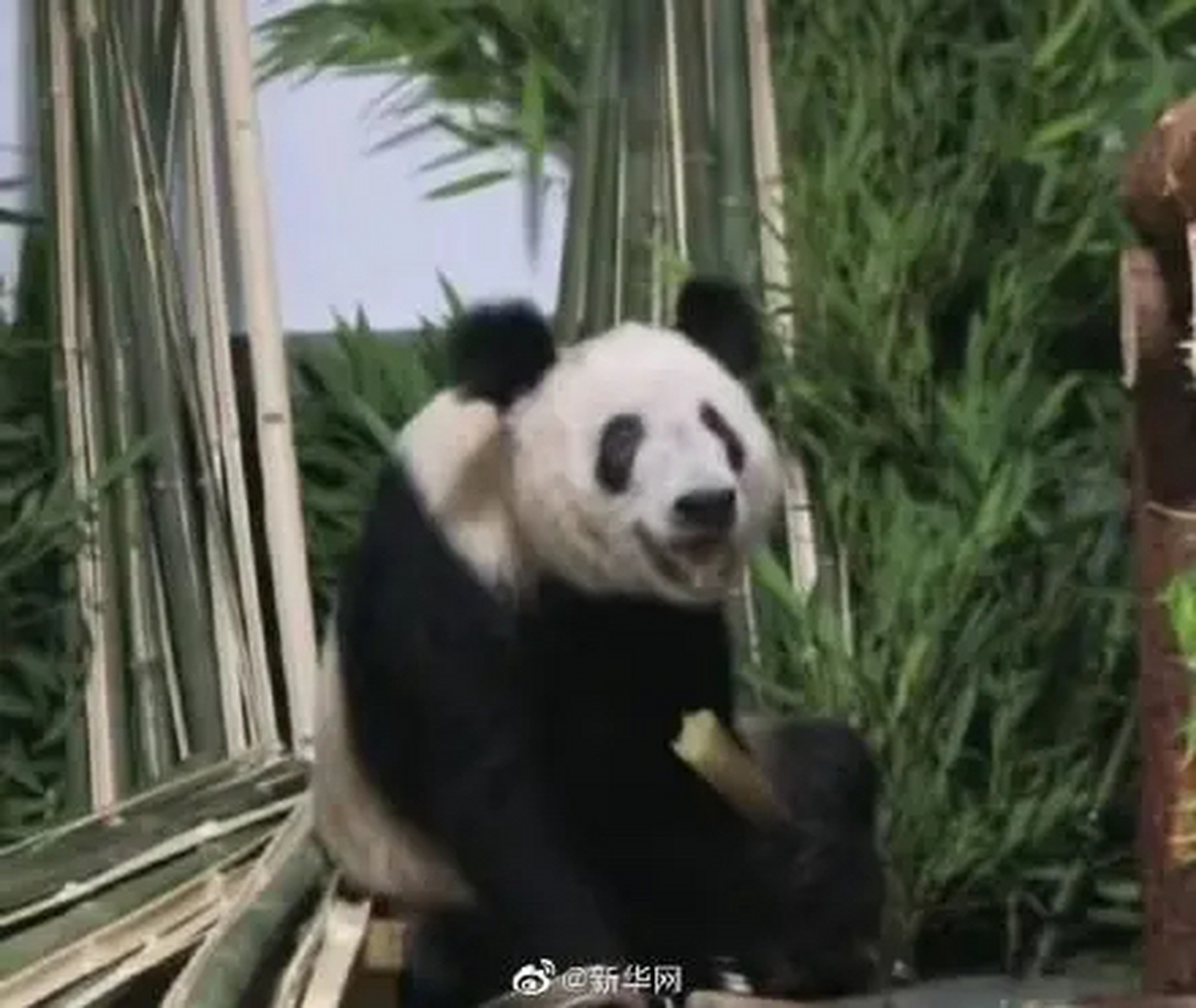 大熊猫"丫丫"笑成了表情包,引爆网络热潮  在最近的一段时间里,北京