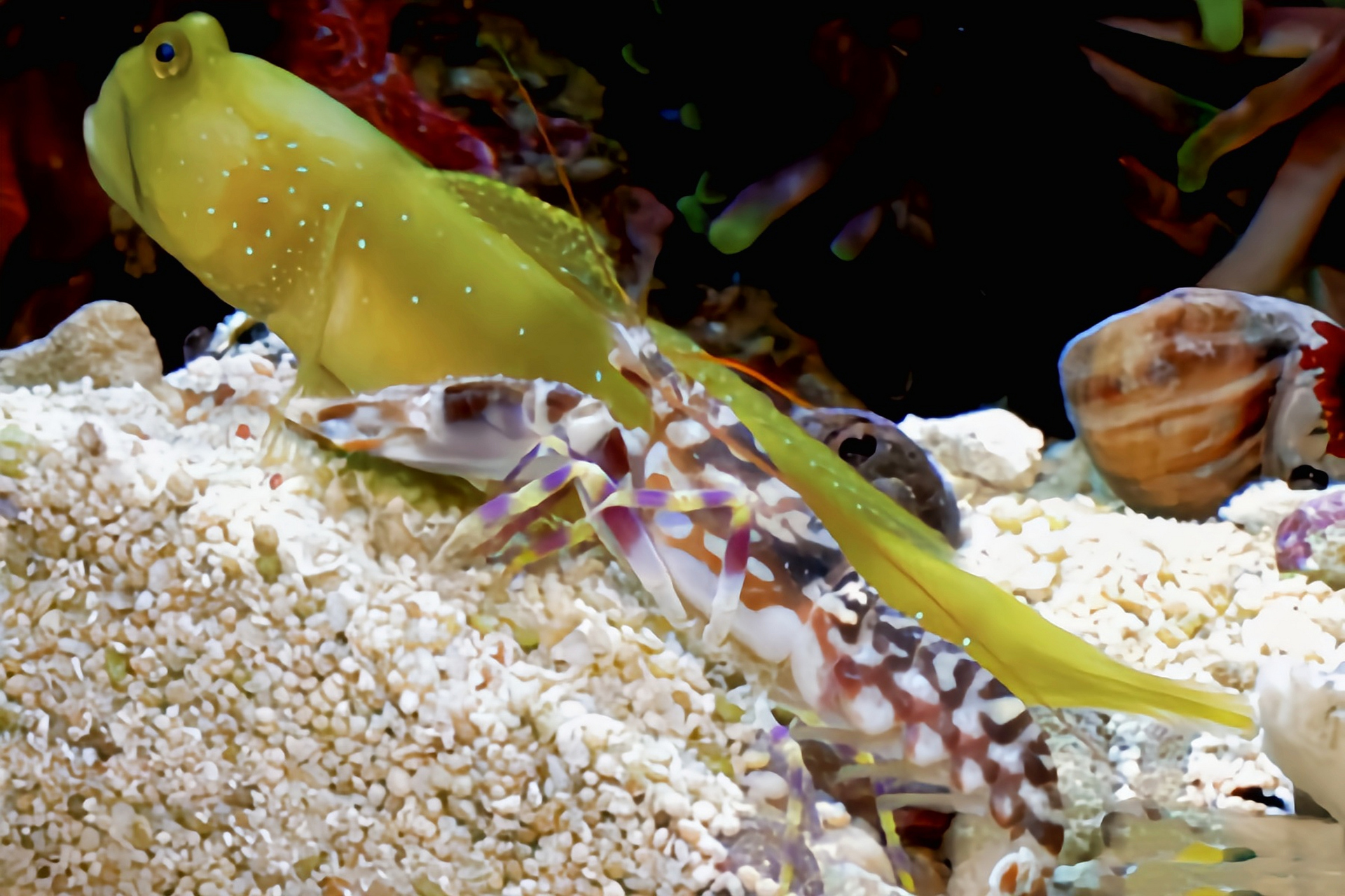 每天认识一种动物——老虎枪虾 老虎枪虾别名鼓虾,乐队虾,原产于印度