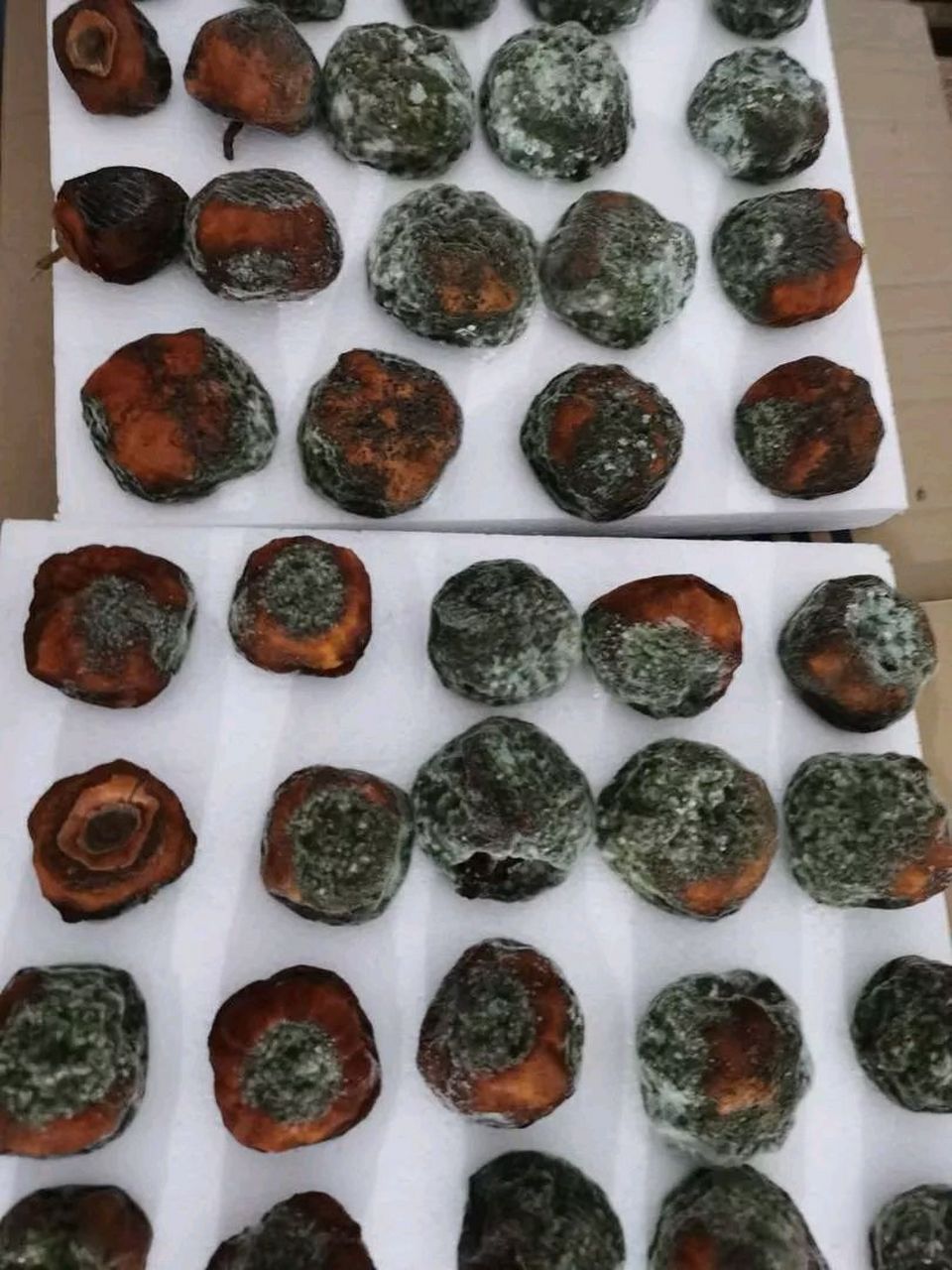 别人晒的柿饼有层白霜,为啥我晒的是绿霜,哪个环节出了问题?