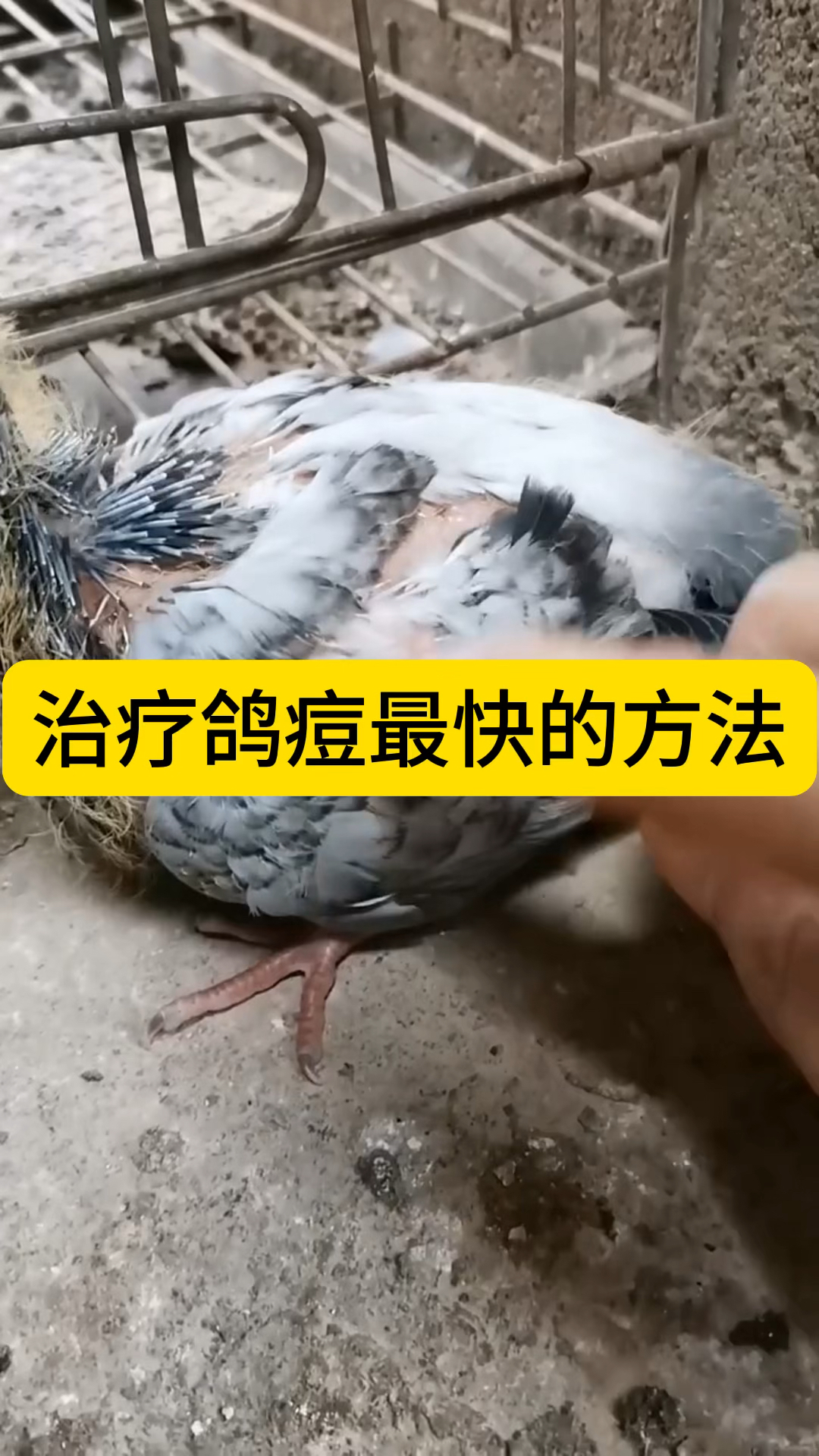 治疗鸽痘最快的方法.