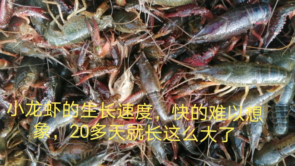 小龙虾的生长速度,快的难以想象,20多天就长这么大了