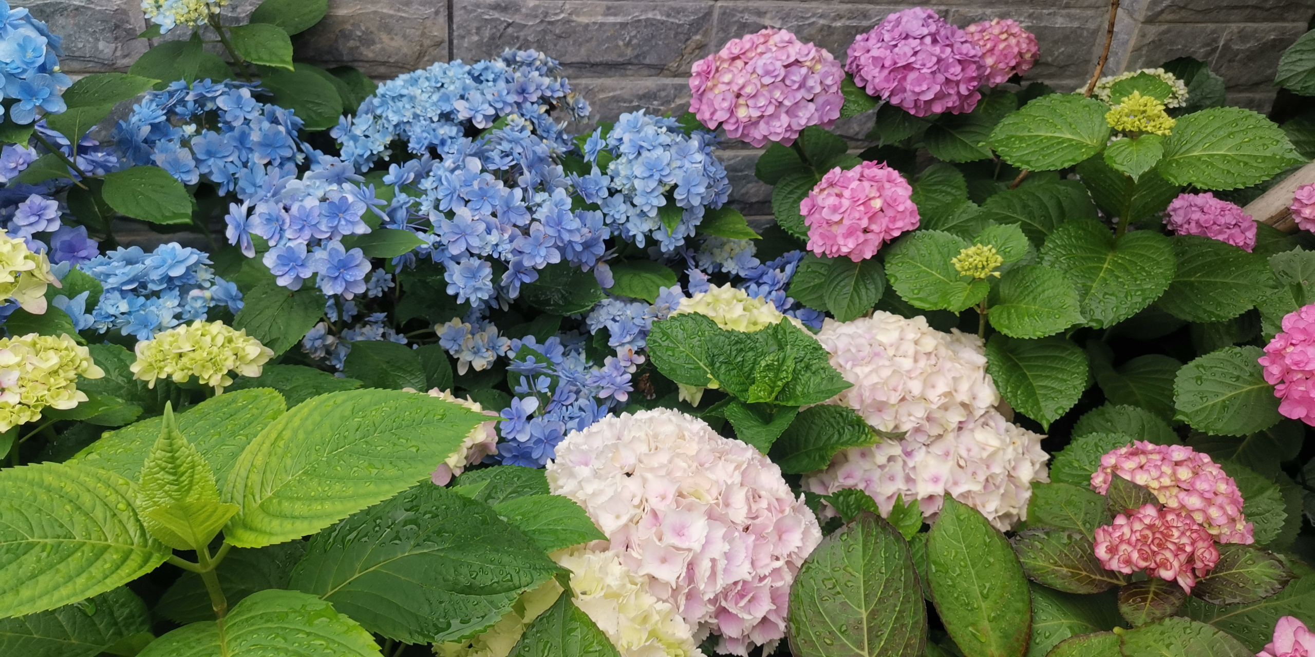 园艺# 绣球篇:品种名称魔幻海洋,花朵巨大,又是一款自带仙气的绣球花