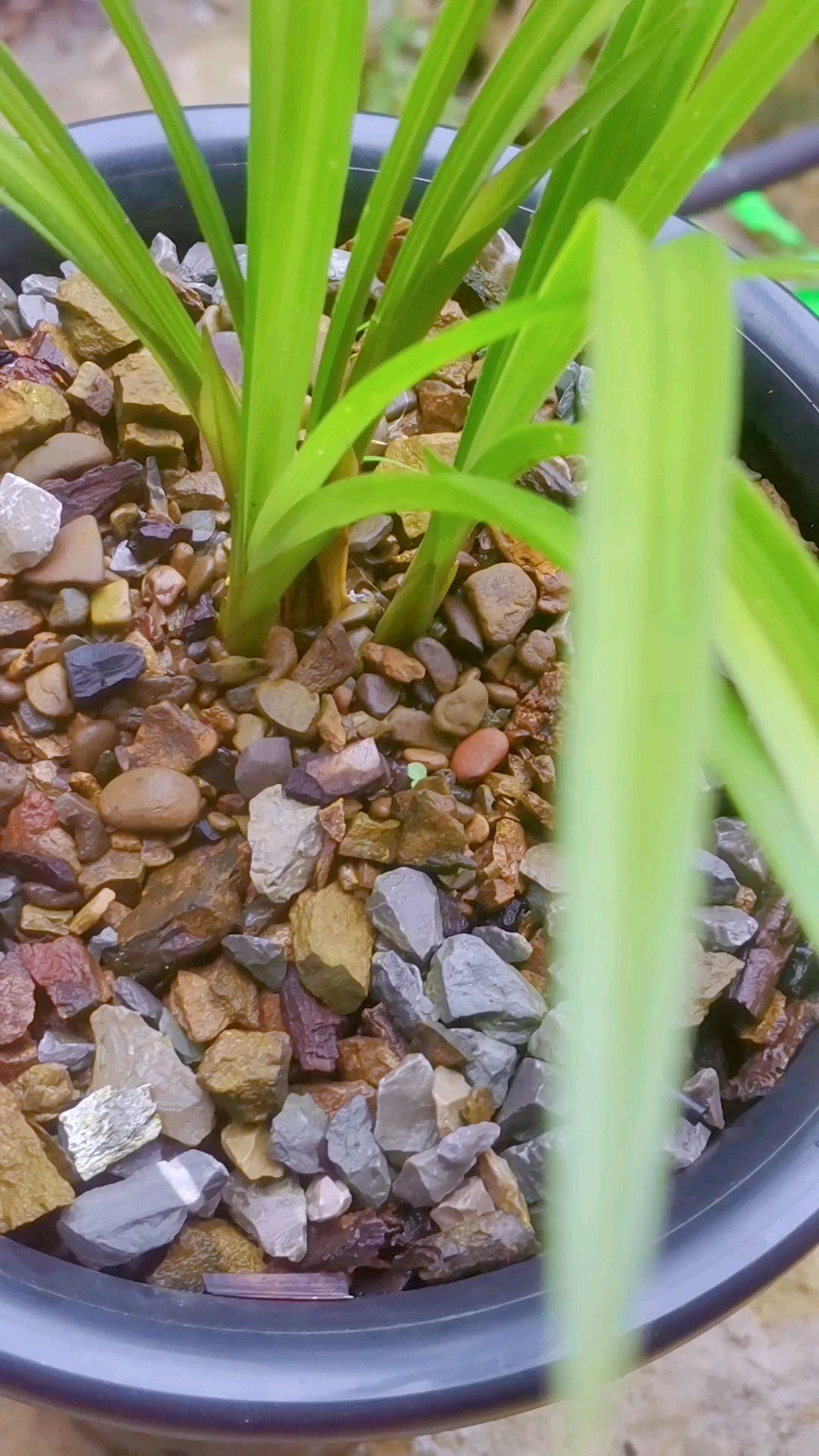 下山春兰麻壳素花就是漂亮,开花满家飘香,叶型高大威猛太好看了-度小