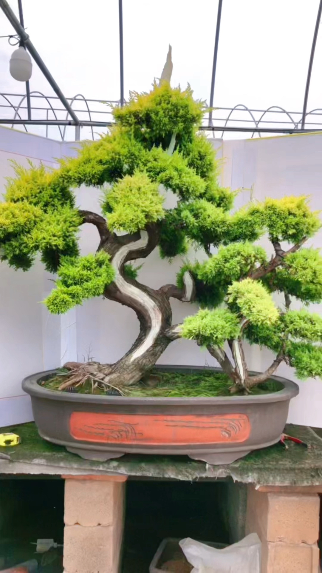 分享过桥,连体,黄金真柏盆景适合庭院别墅摆放喜欢的,关注一下吧