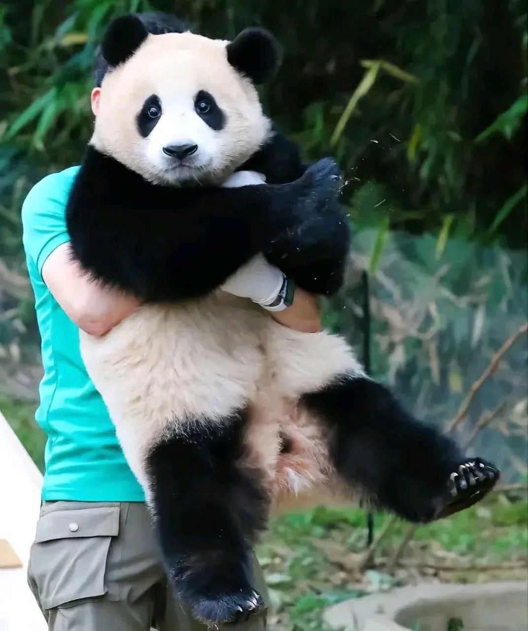 还没有手掌大一直亲手养起来,到现在成二百多斤的大胖熊,感情有多深