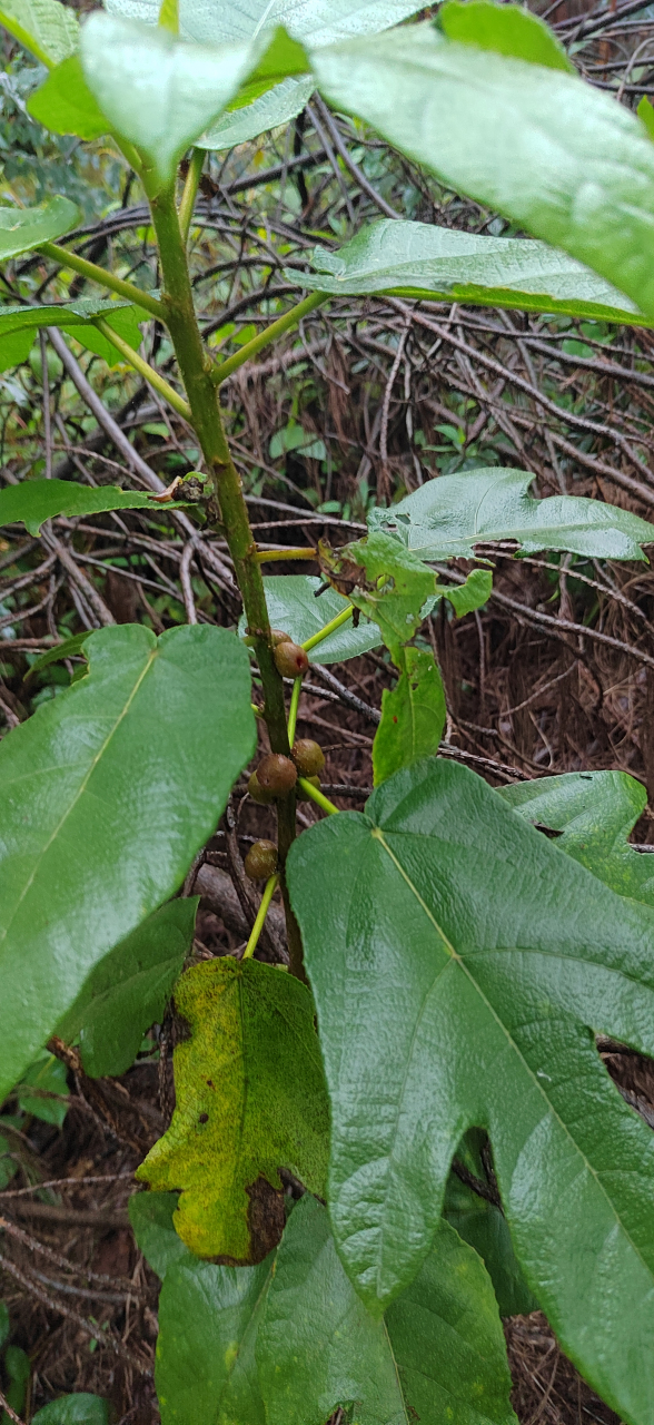 这是三指毛桃还是无花果?