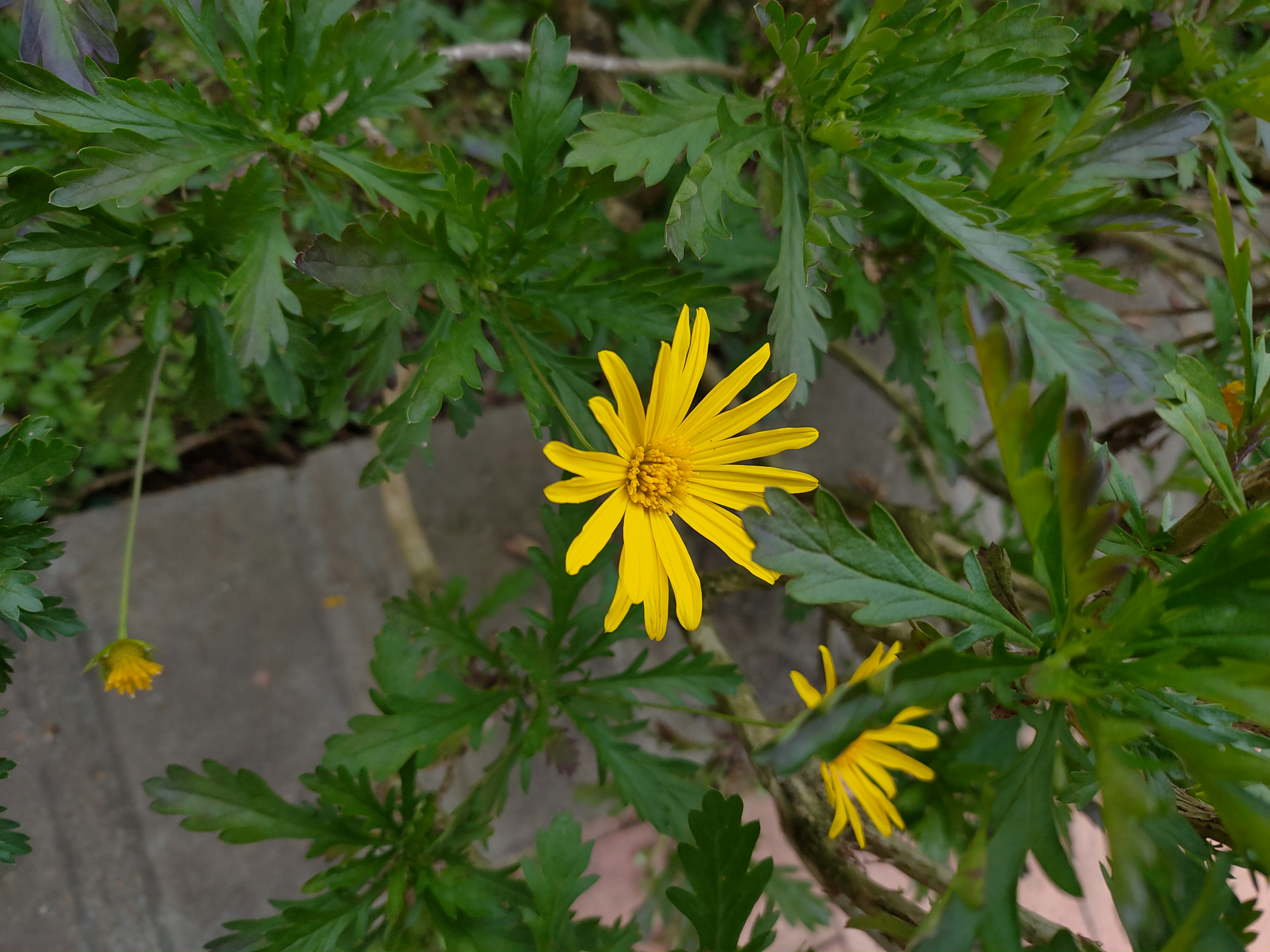 黄金菊——即猫儿菊,是一种菊科猫儿菊属植物,多年生草本花卉