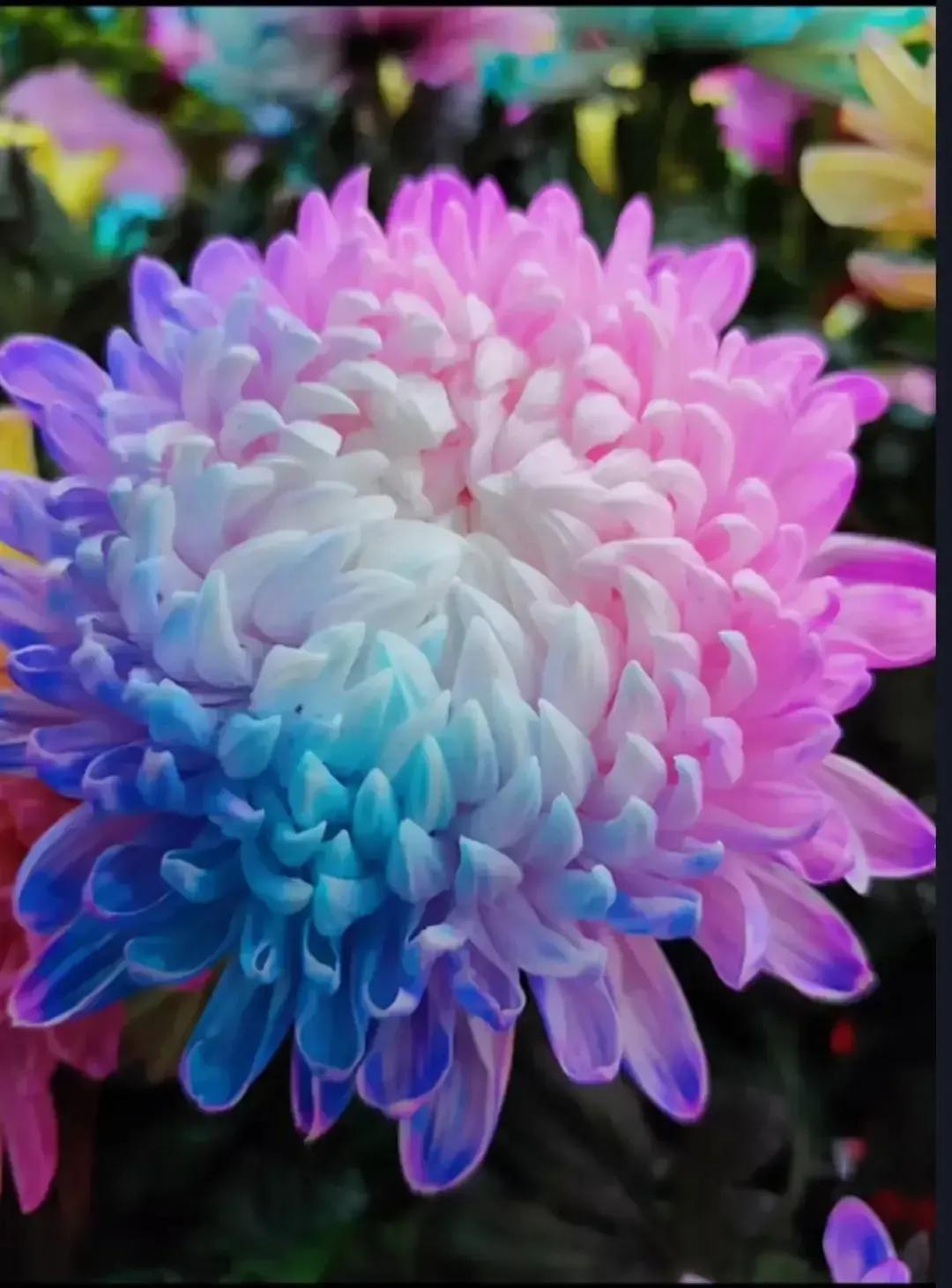 菊花的颜色很多红的黄的绿的粉色的白色的等不同颜色的菊花代表