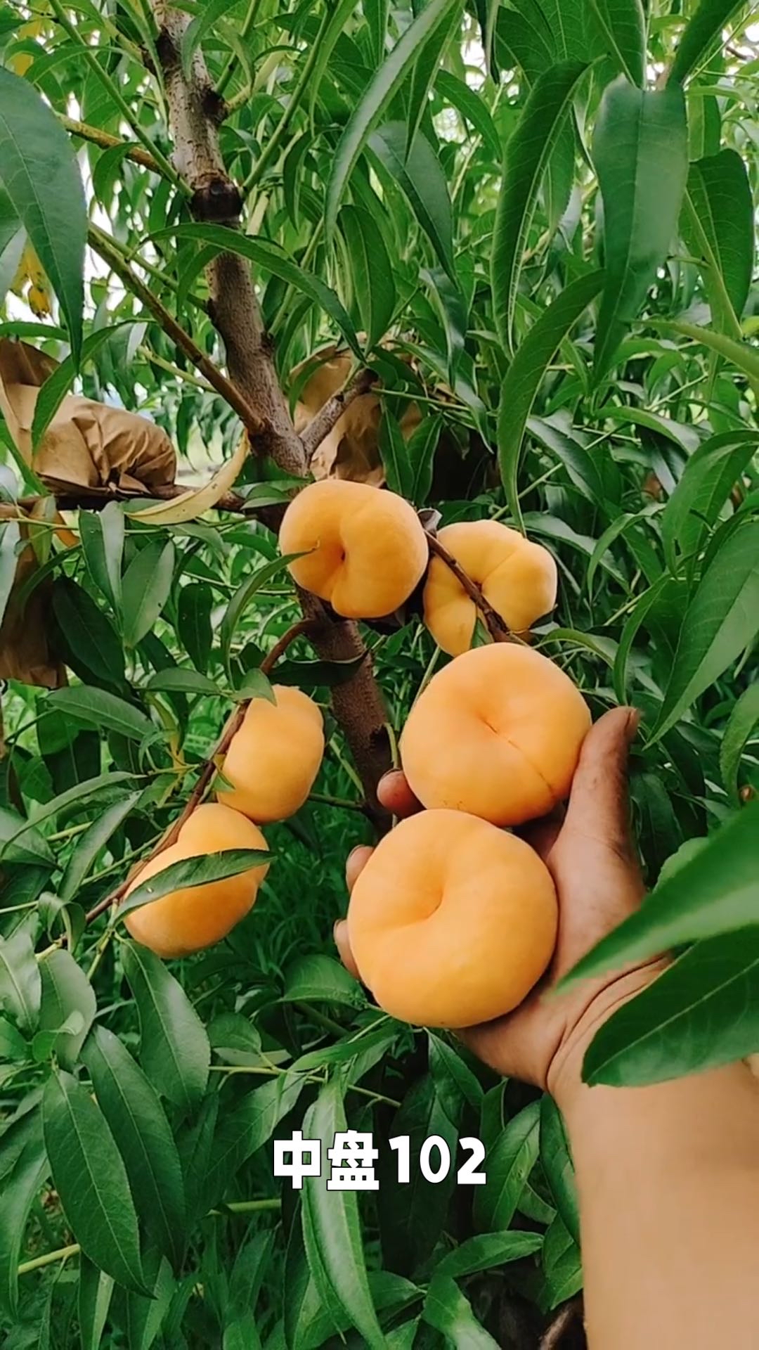 中蟠102挂果成熟表现6月成熟的黄蟠桃品种苗