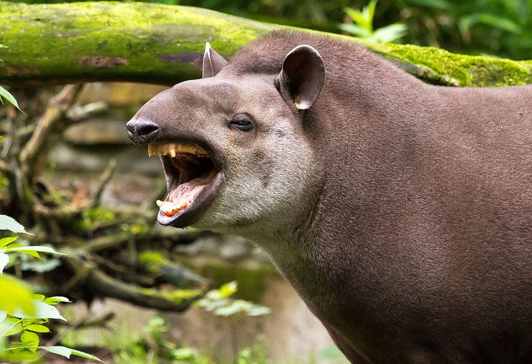 看这智慧的眼神,好像地主家的傻儿子#巴西貘#